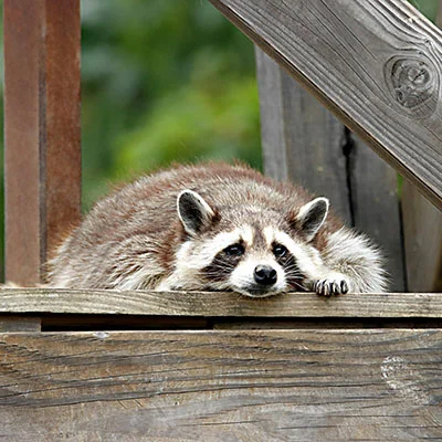 4月19日|21.9M/S，V2ray节点/Shadowrocket节点/SSR节点/Clash节点|免费订阅机场Potatso免费梯子