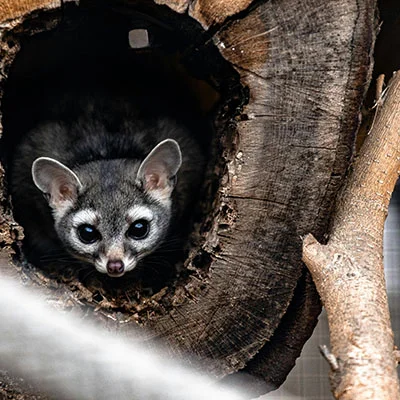 突破网络瓶颈：软路由V2Ray性能优化终极指南