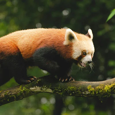 原生安卓用户必读：全面解锁全球互联网的科学上网指南