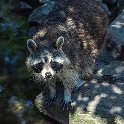 苹果手机轻松突破网络限制：小火箭搭配V2ray节点完整教程