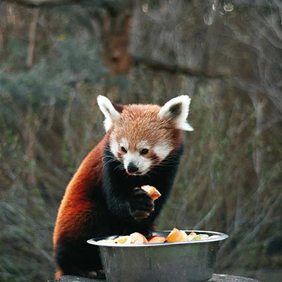 萤火虫安卓版深度评测：解锁数字世界的安全密钥