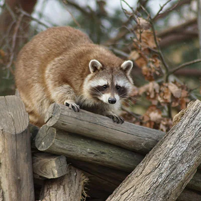 斐讯K2 Clash深度解析：从入门到精通的全方位指南