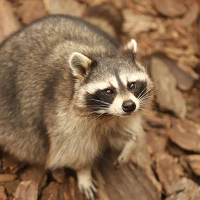 4月15日|21.2M/S，Shadowrocket节点/Clash节点/V2ray节点/SSR节点|免费订阅机场Potatso免费梯子