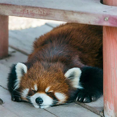 4月16日|18.7M/S，Shadowrocket节点/Clash节点/V2ray节点/SSR节点|免费订阅机场Potatso免费梯子