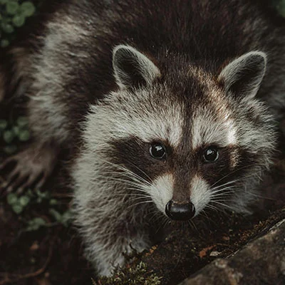 突破网络封锁：科学上网离线安装全攻略与深度解析