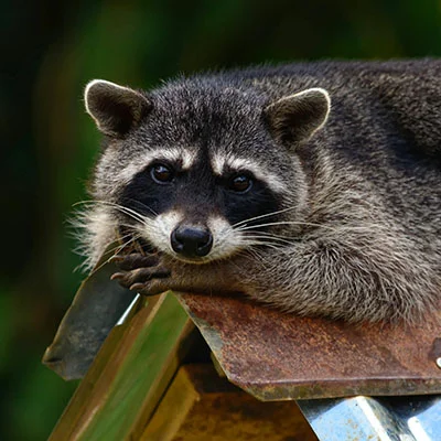 4月23日|21.3M/S，SSR节点/V2ray节点/Shadowrocket节点/Clash节点|免费订阅机场Potatso免费梯子