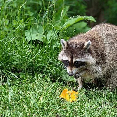 4月26日|22.7M/S，Clash节点/V2ray节点/SSR节点/Shadowrocket节点|免费订阅机场Potatso免费梯子