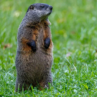 制霸赛道：《F1 Clash》全方位进阶指南与高阶战术解析